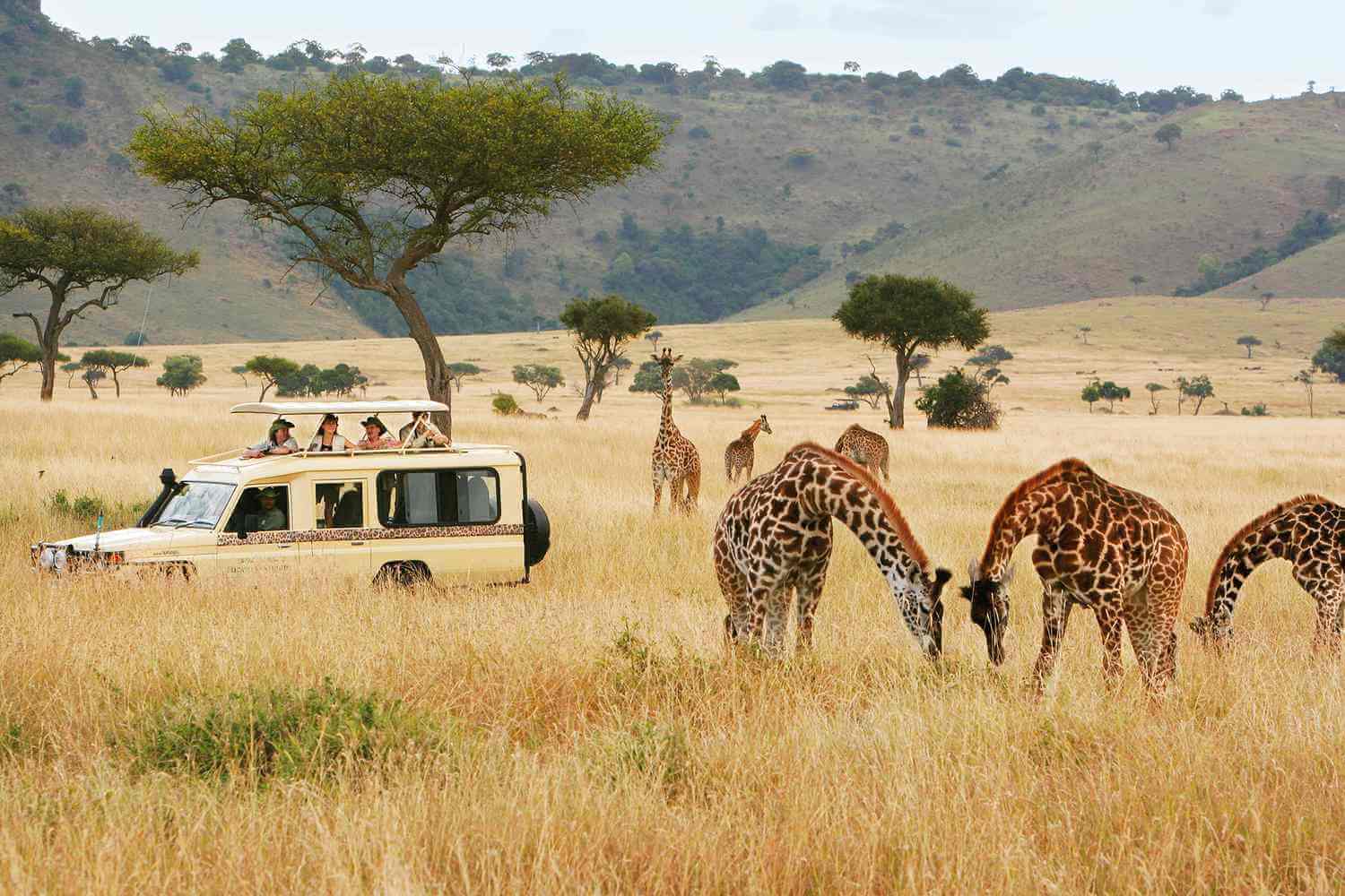 Individuals looking out the top of a vehicle at giraffes